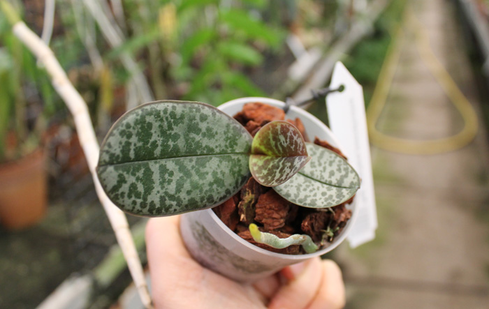 Phalaenopsis stuartiana punctatissima.JPG