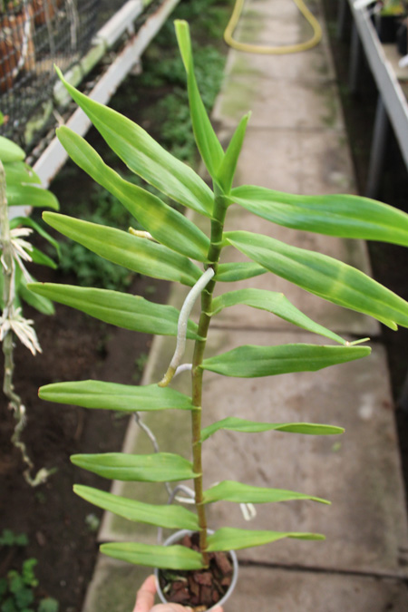 Arachnis flos-aeris.jpg