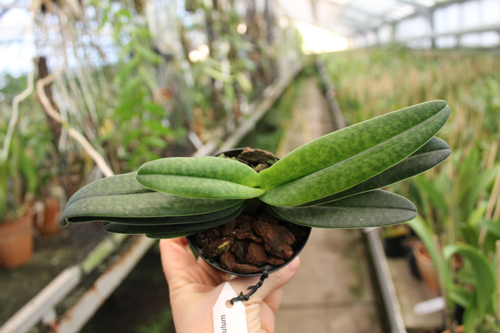 Paphiopedilum hangianum x bellatulum.jpg