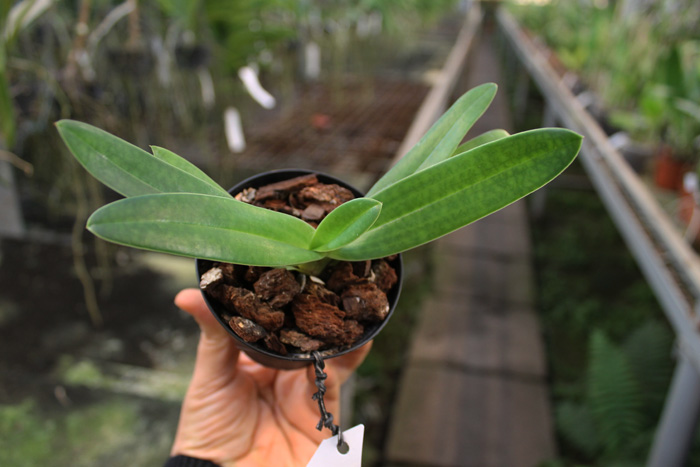 Paphiopedilum godefroyae var ang-thong x lowii.JPG