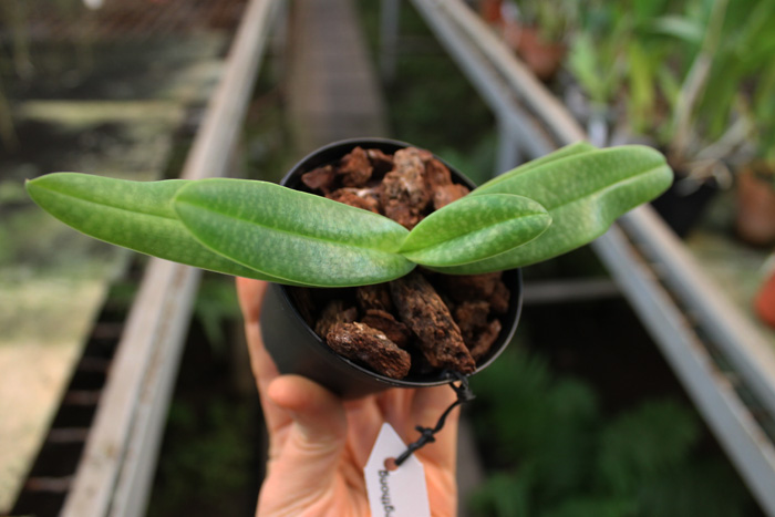 Paphiopedilum godefroyae var angthong x stonei.jpg