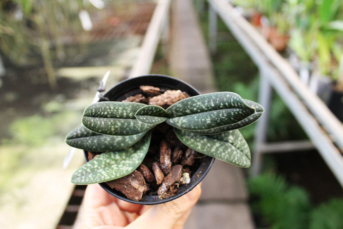 Paphiopedilum niveum 'Snow Prince' x micranthum.jpg