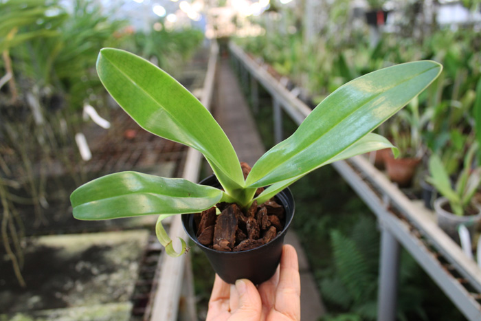 Paphiopedilum rothschildianum x gigantifolium.jpg