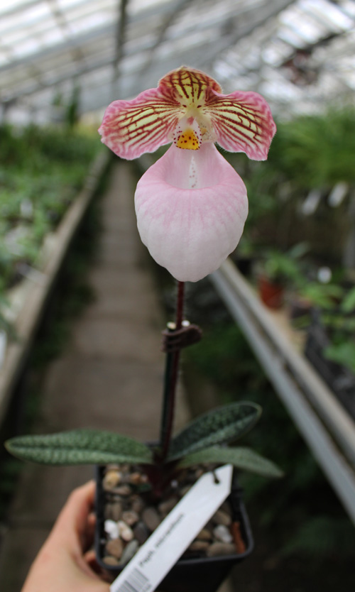 Paphiopedilum micranthum.jpg