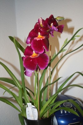 мое приобретение