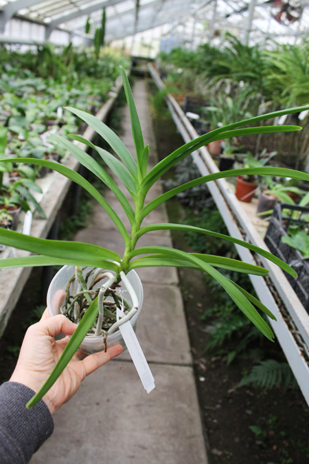 Mokara Chao Praya Gold.jpg