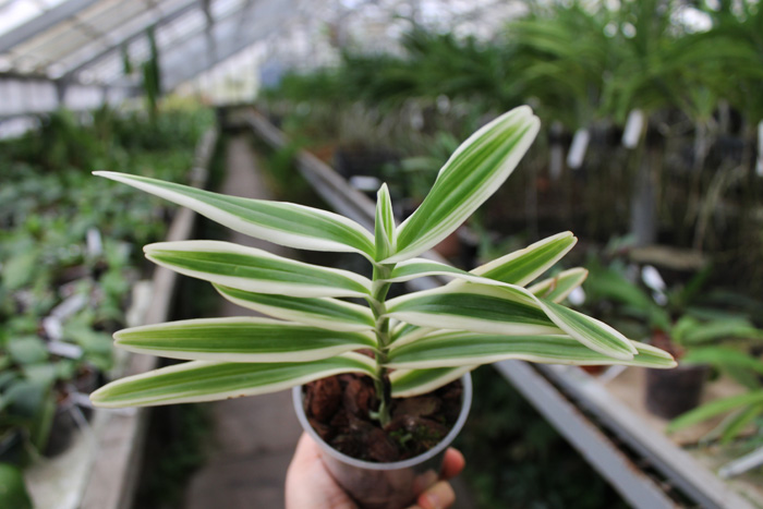 Arachnis Maggie Oei.jpg