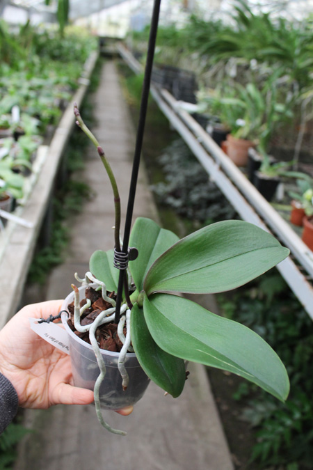 Doritaenopsis The Pride of Ben Yu.jpg