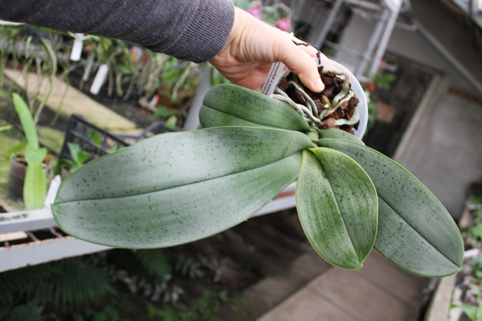 Phalaenopsis Gretchen (stuartiana puntatissima x gigantea).jpg