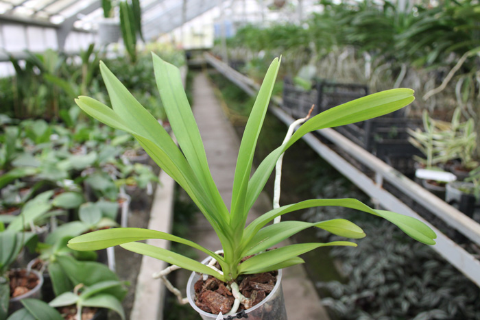Vanda Gilbert Triboulet (coerulea x tricolor).jpg