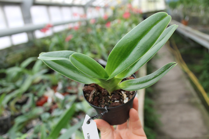 Paphiopedilum Michael Koopowitz x hangianum.jpg