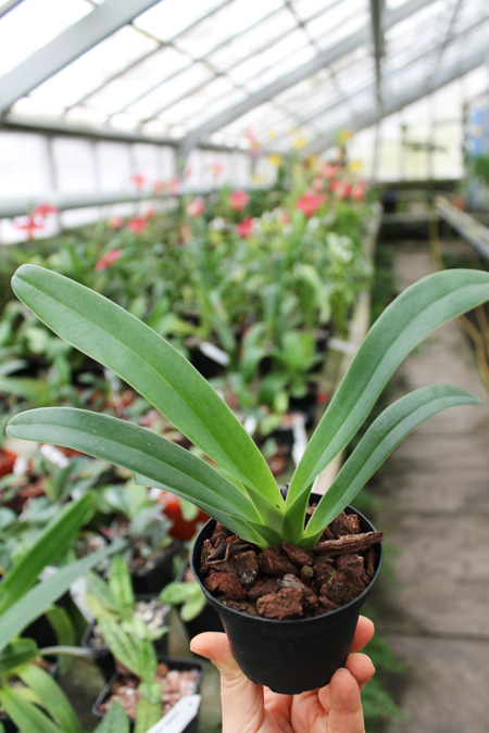 Paphiopedilum Berenice (lowii x philippinense).jpg