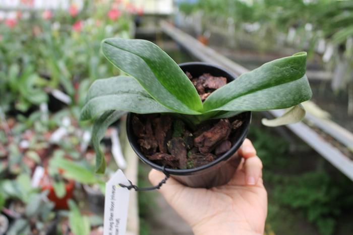 Paphiopedilum Hung Shen Moon (niveum x Enzan Fruit).jpg