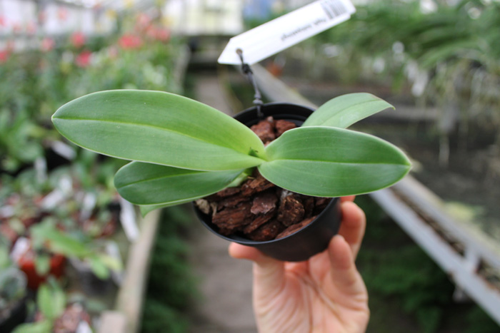 Paphiopedilum kolopakingii.jpg