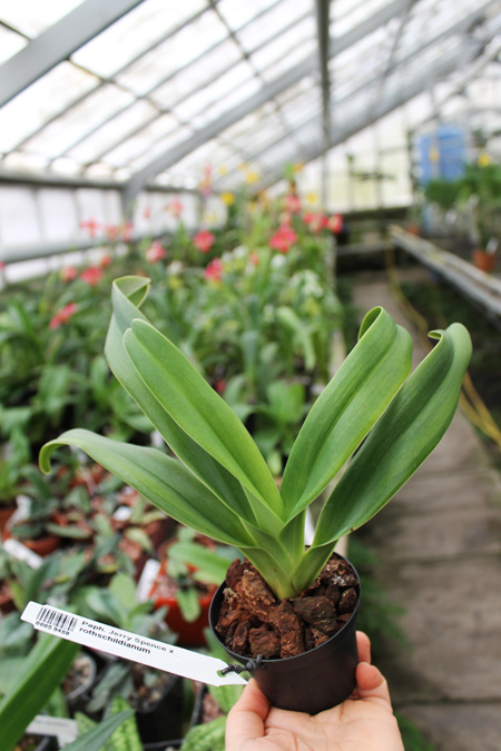 Paphiopedilum Jerry Spence x rothschildianum.jpg