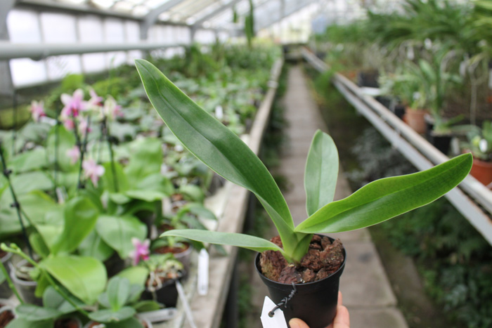 Paphiopedilum Kemp Tower.jpg