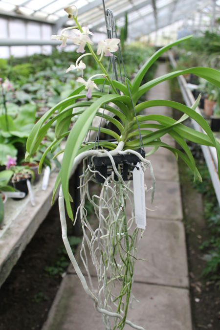 Vanda denisoniana x Rhynchostylis coelestis.jpg