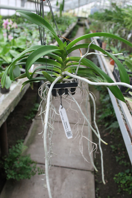 Vanda denisoniana x (Rhy coelestis x Vanda flabellata).jpg