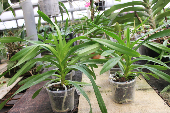 Vanda Herziana (coerulea x tricolor suavis).jpg