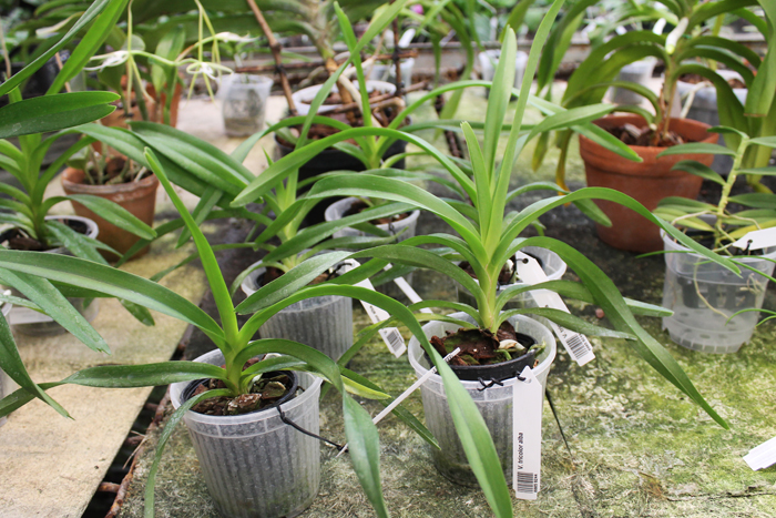 Vanda tricolor alba.jpg