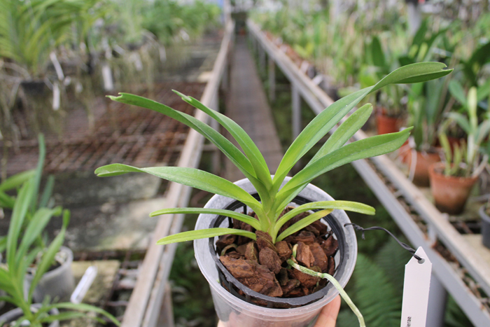 Vanda javierae.jpg