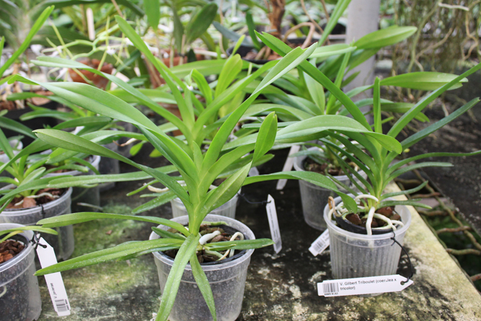 Vanda Gilbert Triboulet (coerulea x tricolor).jpg
