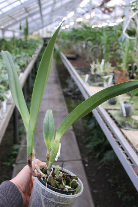 Laelia lobata concolor.jpg