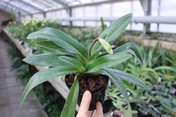 Paphiopedilum Rosy Dawn.jpg