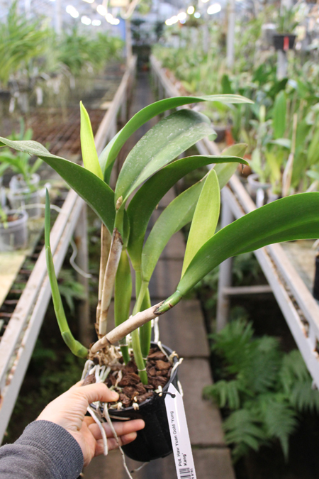 Potinara Haw Yuan Gold 'Yung Kang'.JPG