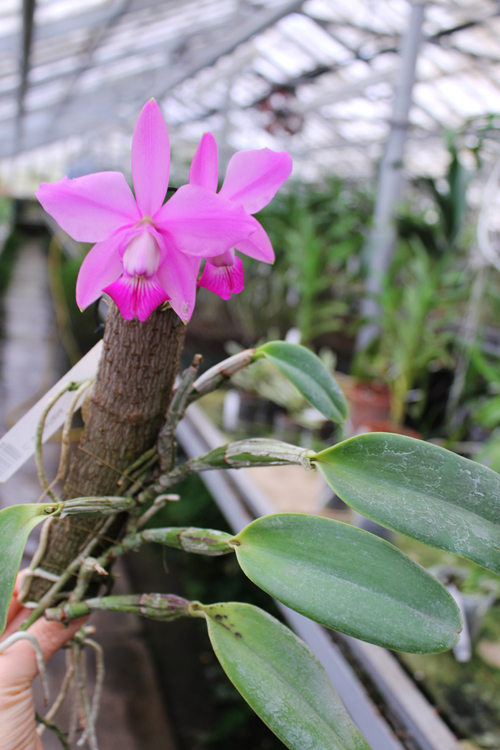Cattleya walkeriana.jpg