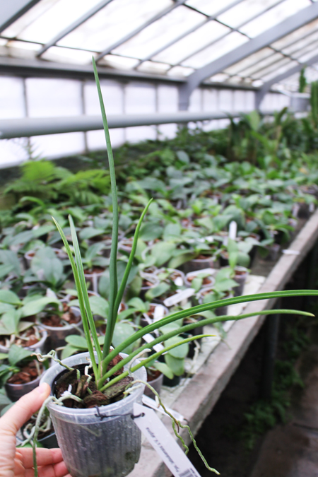 Paraphalaenopsis labukensis x Vanda alpina.jpg