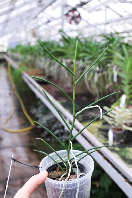 PAPILIONANTHE PEDUNCULATA.jpg