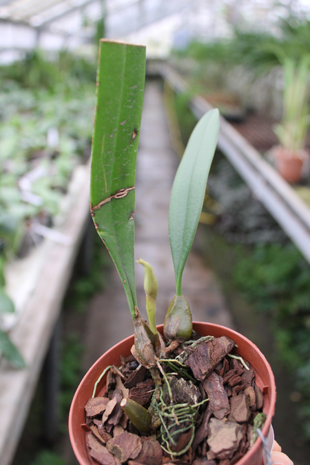 Bulbophyllum Elizabeth Ann.jpg