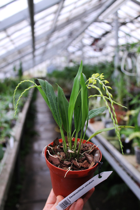 Dendrochilum uncatum.jpg