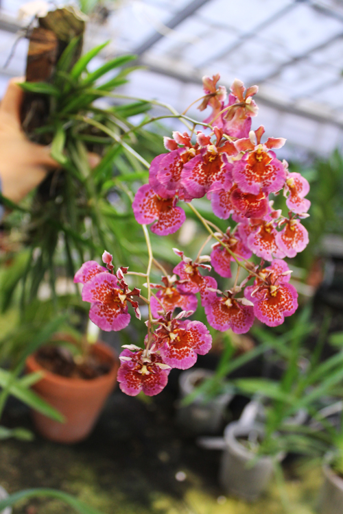 Tolumnia Jairak Rainbow 'Charming'.jpg