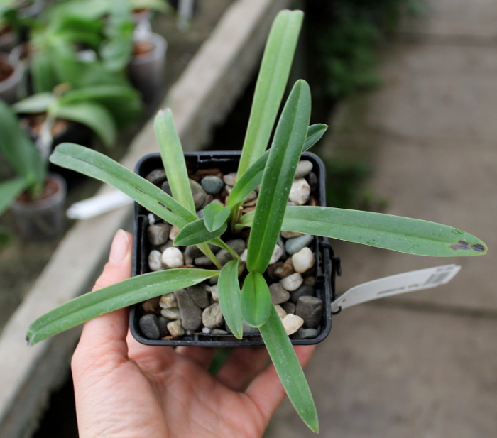 Paphiopedilum herrmannii.JPG