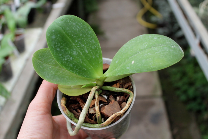 Phalaenopsis Hannover Passion.JPG