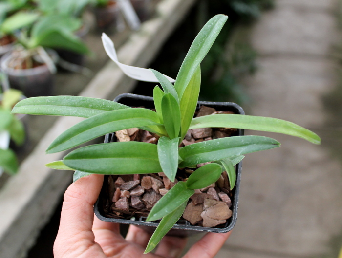 Paphiopedilum hirsutissimum.JPG