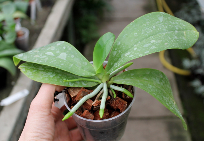 Phalaenopsis (pallens x tetraspis C1) x bastianii.JPG