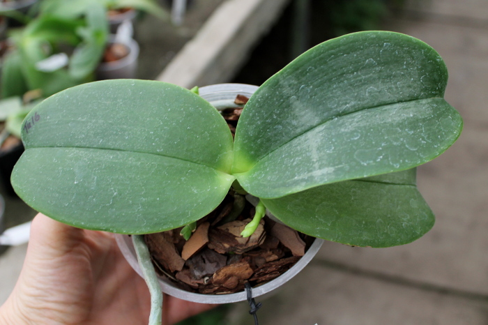 Phalaenopsis Joy spring Tina 'Tina'.JPG