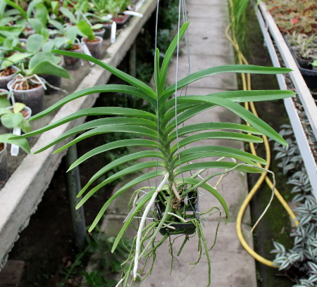 Vanda Mimi Palmer x Kultana Fragrance x Kultana Oriental Aroma.JPG