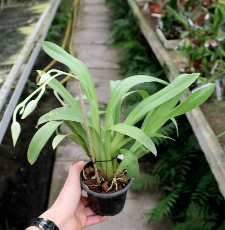 Miltonia Rubenesque 'Karismic Kay'.JPG