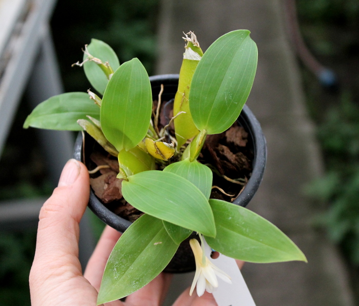 Dendrobium platycaulon.JPG