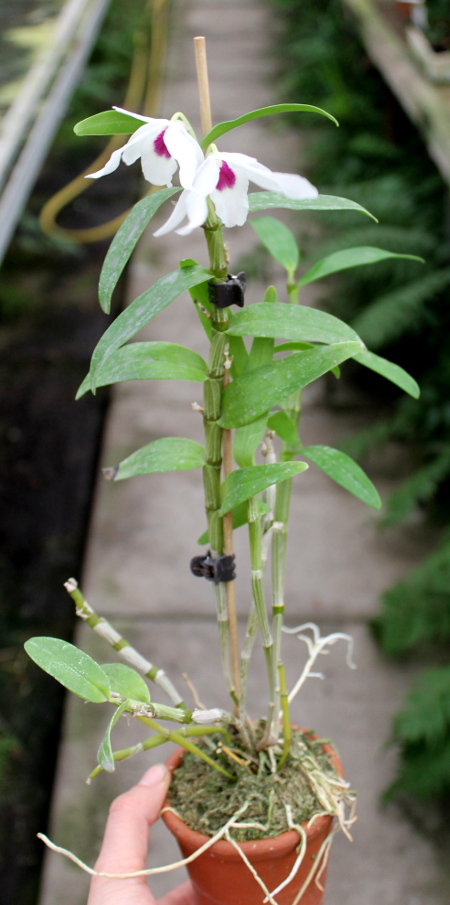 Dendrobium Cassiope.JPG