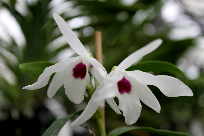 Dendrobium Cassiope..JPG
