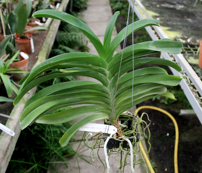 Vanda Dr Anek x Katsulea.JPG