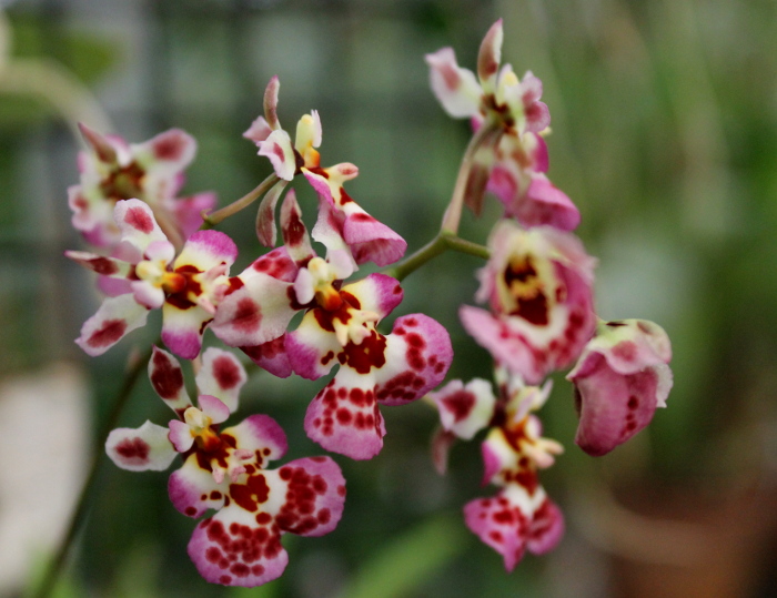 Oncidium (Tolumnia) hybrids.JPG