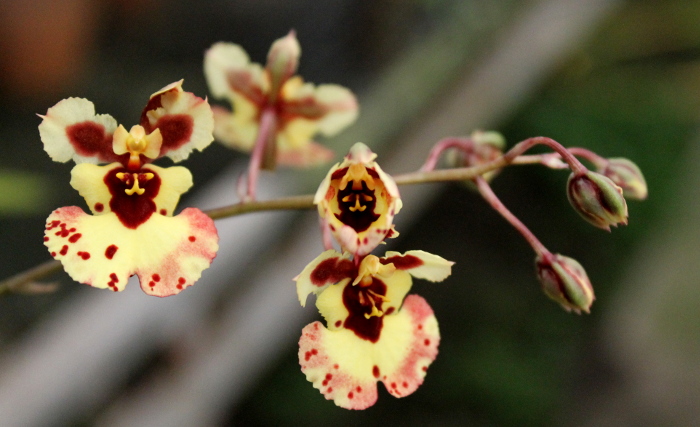 Oncidium (Tolumnia) hybrids2.JPG