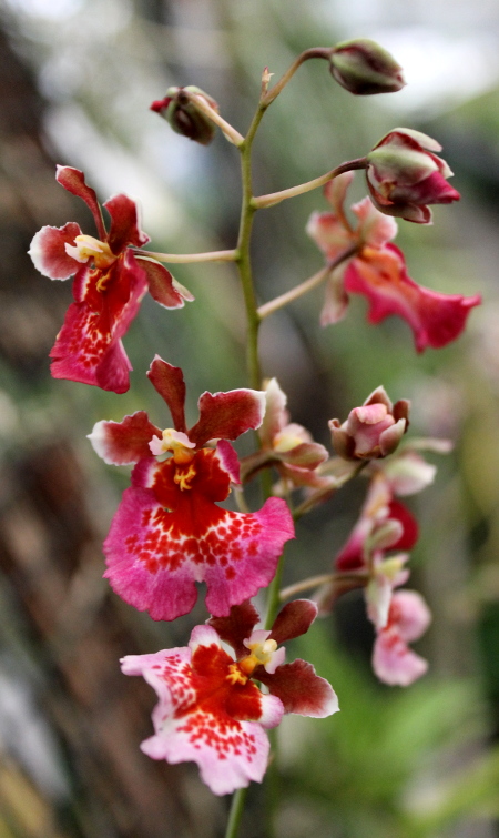 Oncidium (Tolumnia) hybrids3.JPG