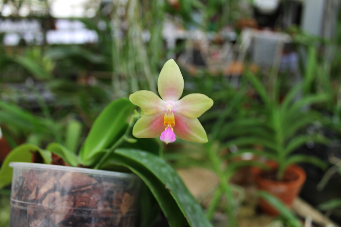 Phalaenopsis Buena Jewel x Phalaenopsis Penang Girl.jpg